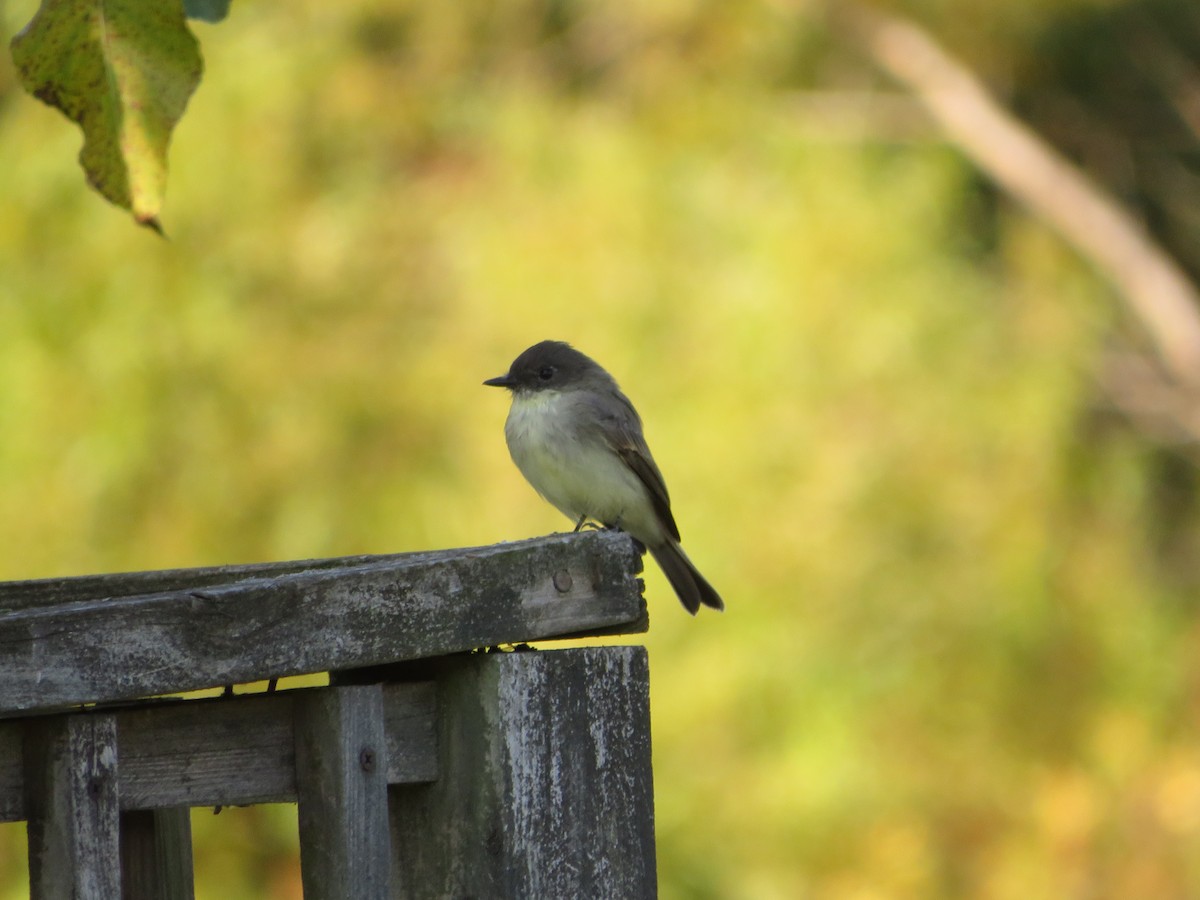 Eastern Phoebe - ML642304234