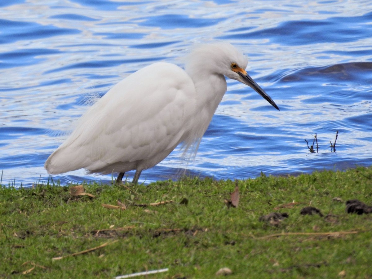 Snowy Egret - ML642304237