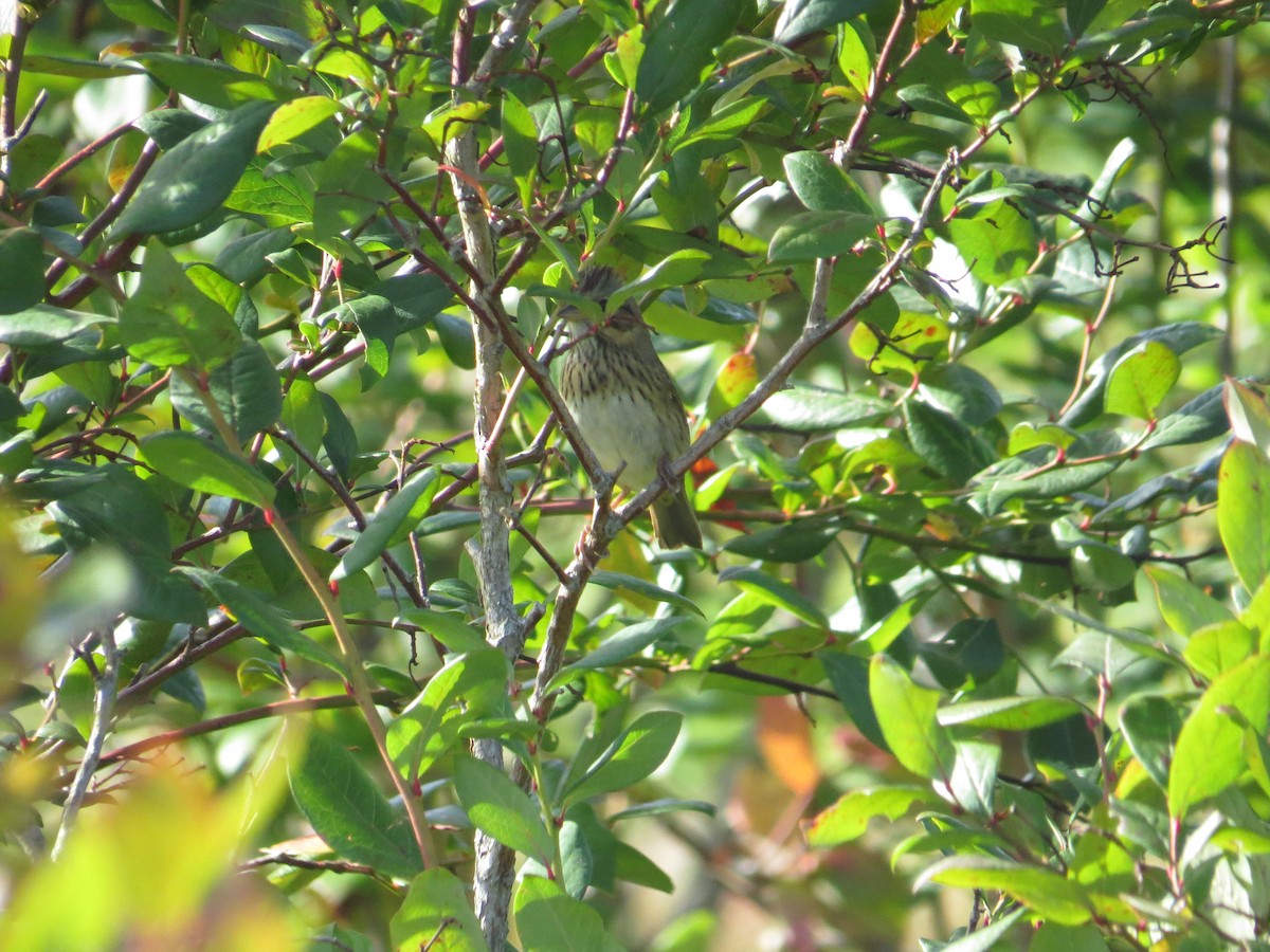 Lincoln's Sparrow - ML642304238