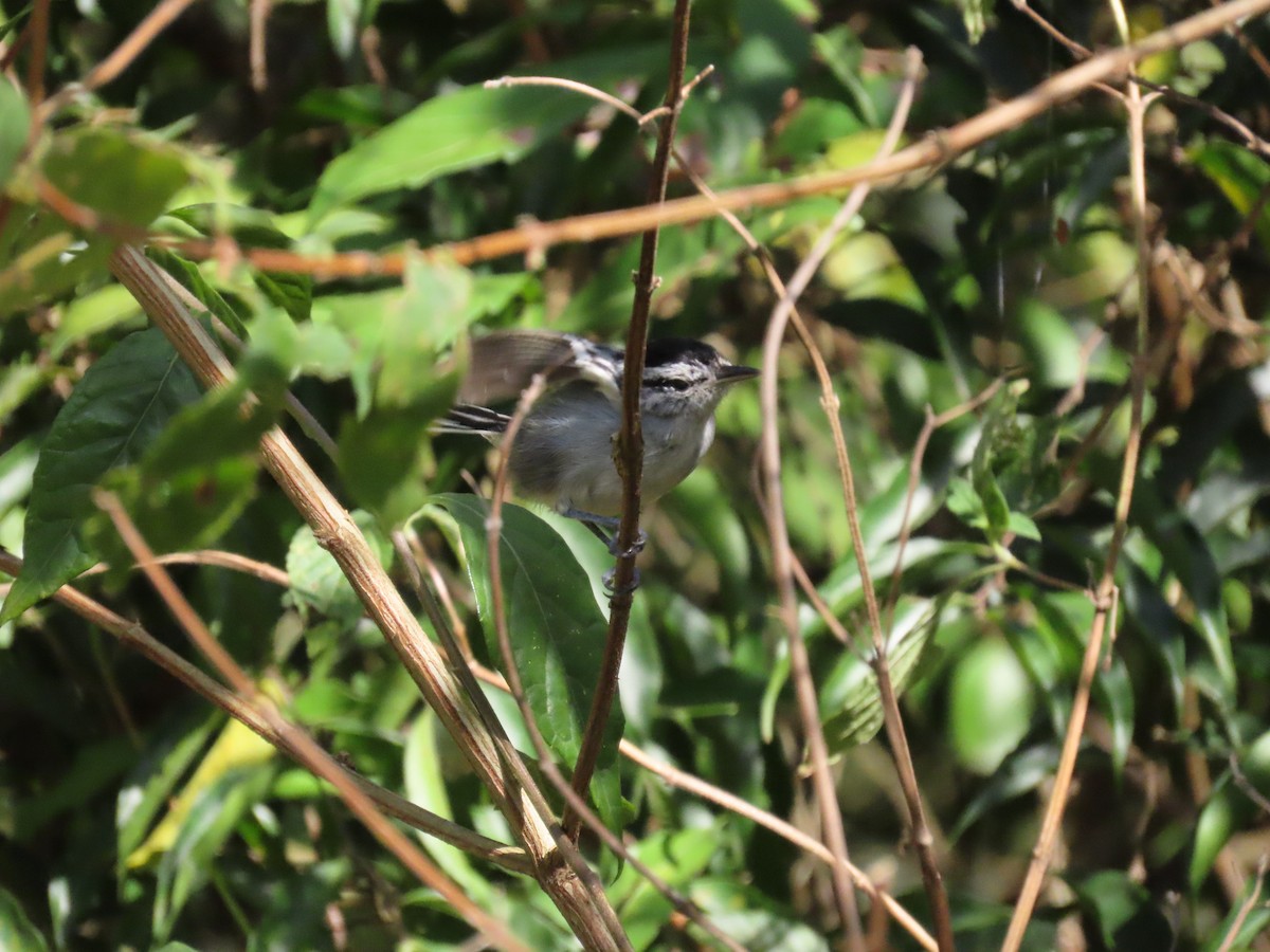 Black-capped Antwren - ML642304239