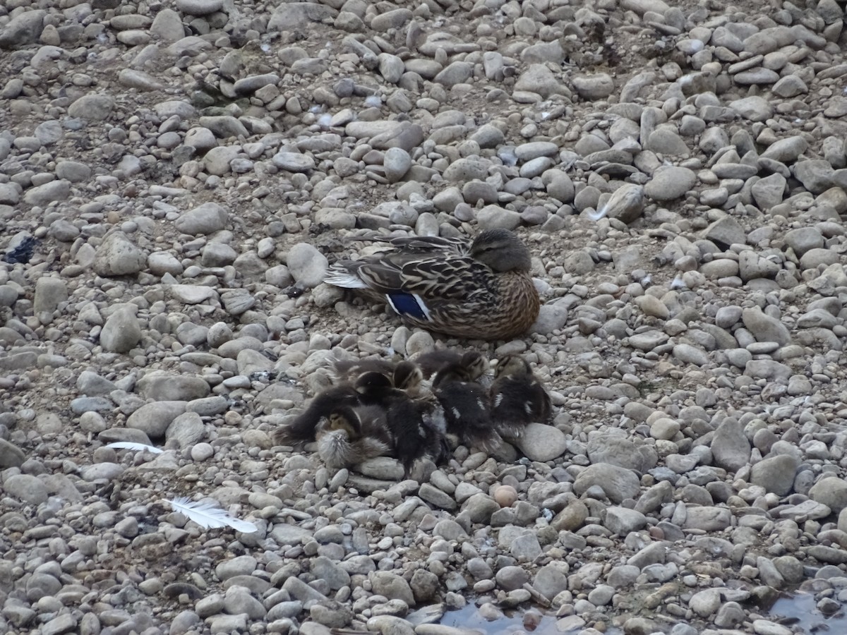 Mallard - ML642304241