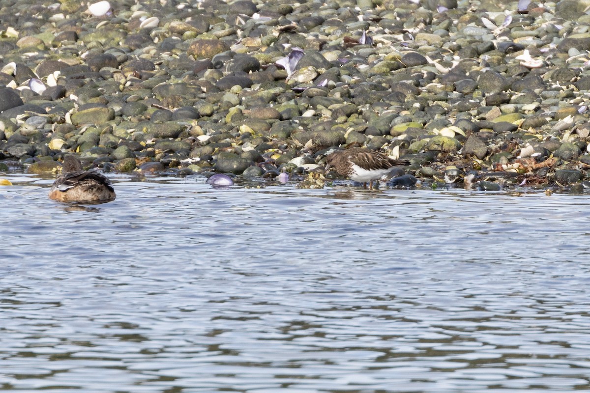 kamenáček černohlavý - ML642304242