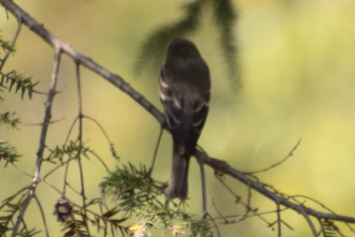 Eastern Wood-Pewee - ML642304243
