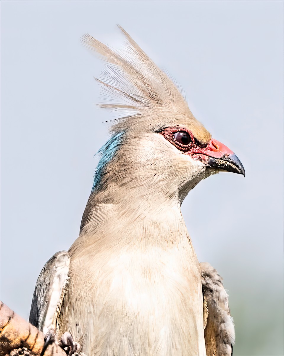 Blue-naped Mousebird - ML642304245