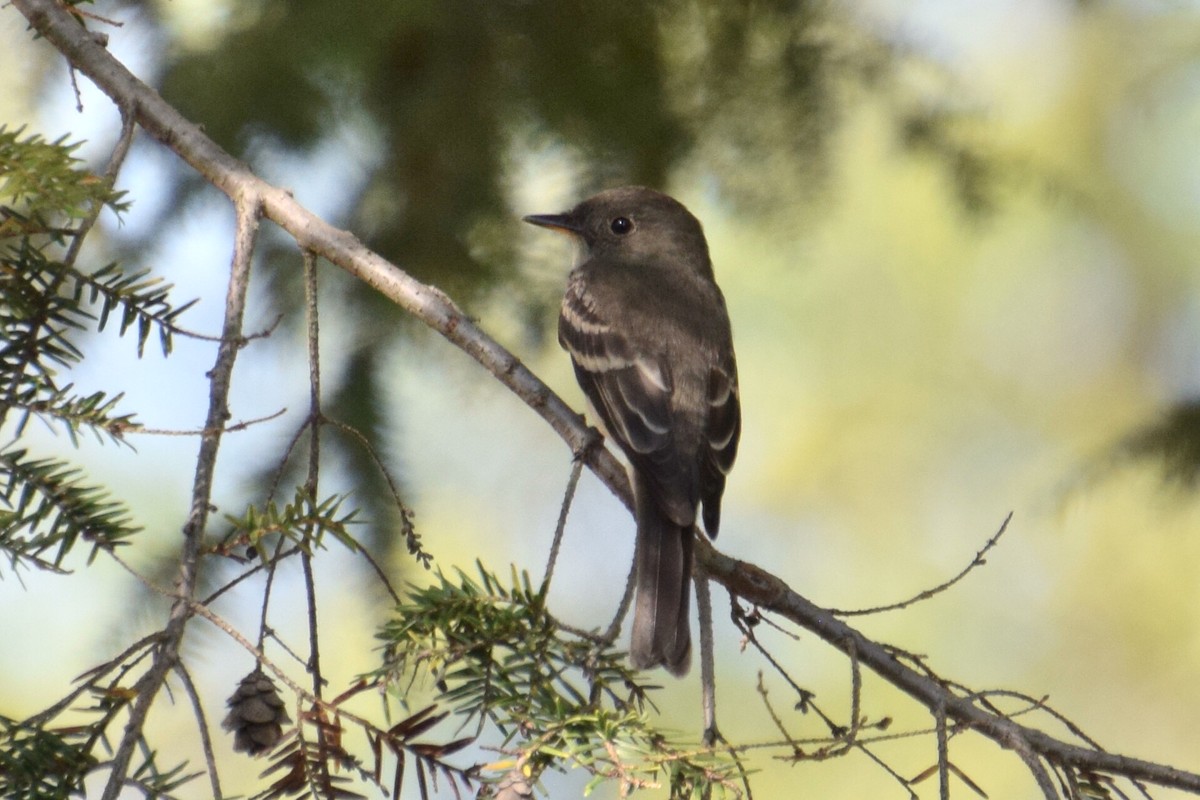Eastern Wood-Pewee - ML642304246