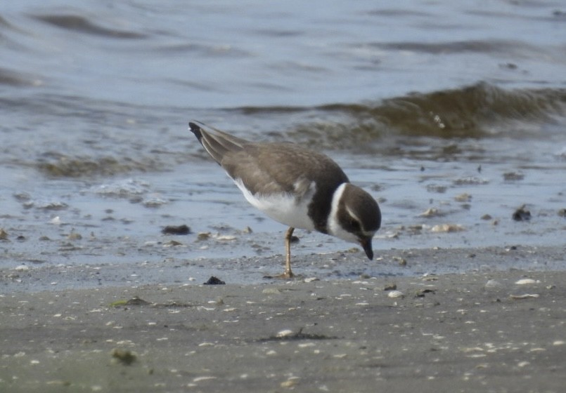 Semipalmated Plover - ML642304247