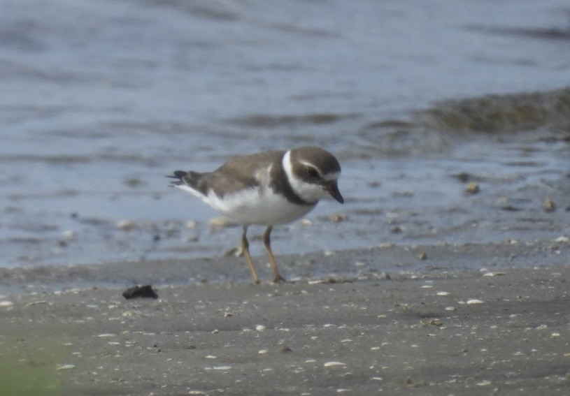 Semipalmated Plover - ML642304248