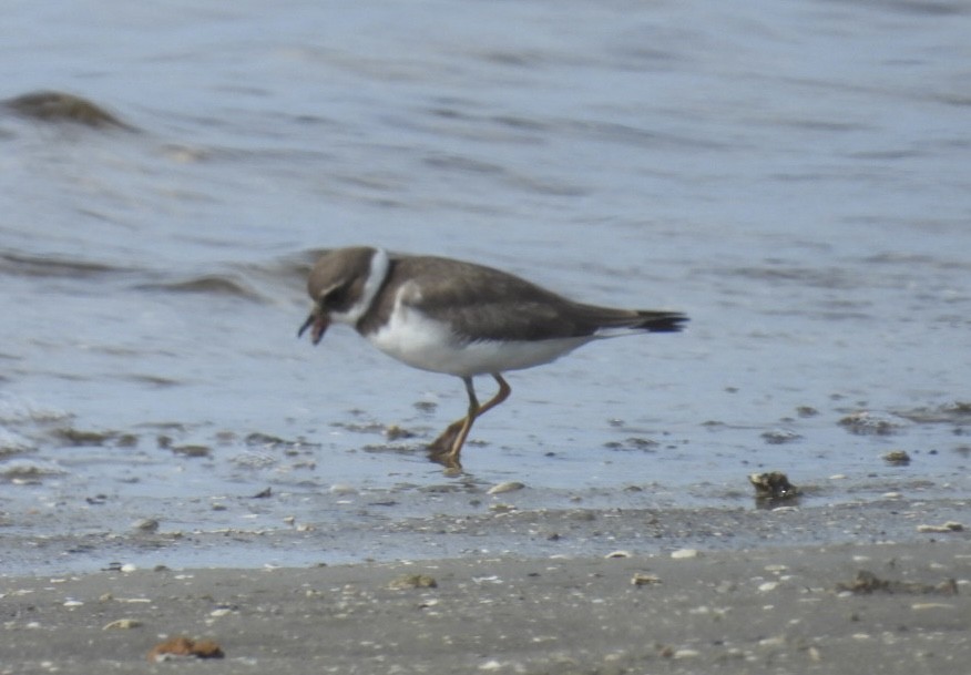 Semipalmated Plover - ML642304249
