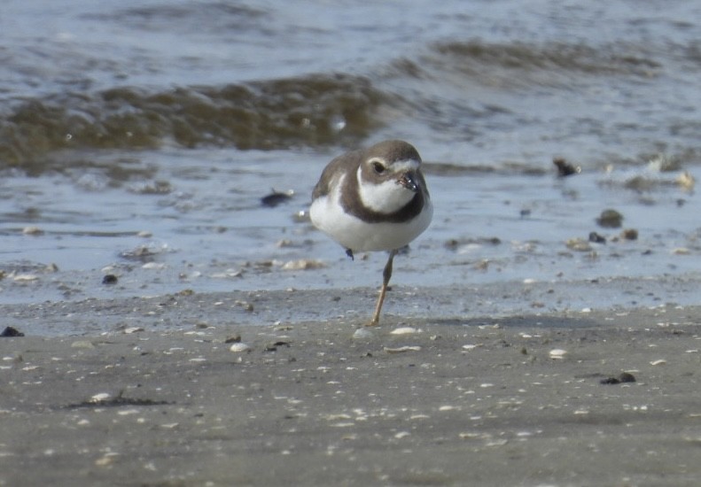 Semipalmated Plover - ML642304250