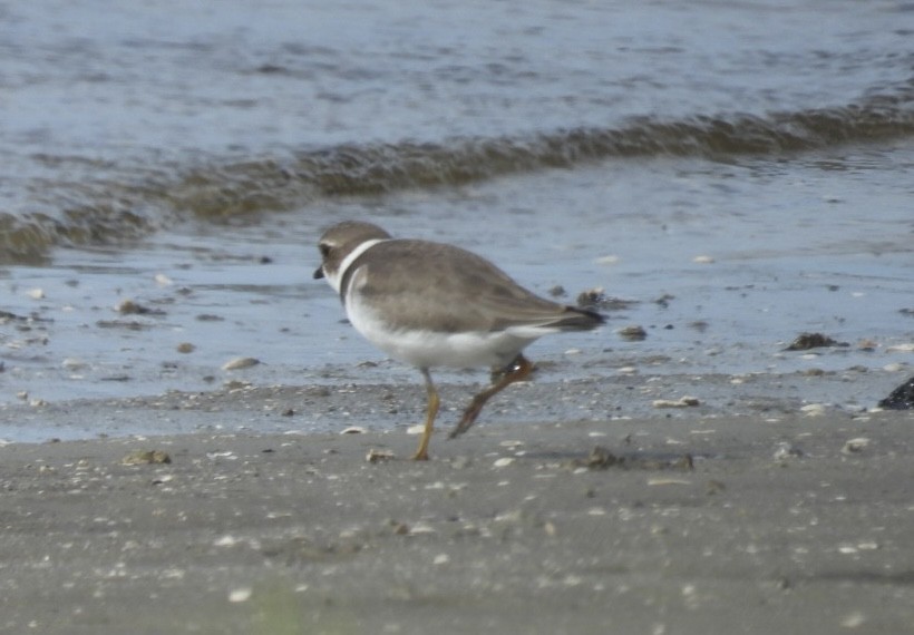 Semipalmated Plover - ML642304251