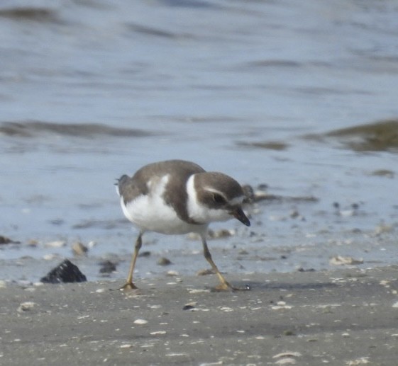 Semipalmated Plover - ML642304252