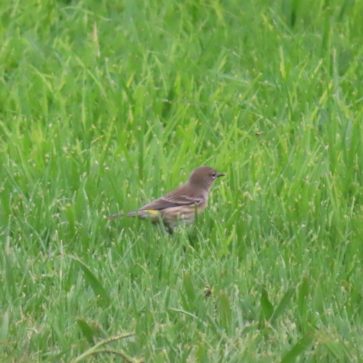 Yellow-rumped Warbler - ML642304253