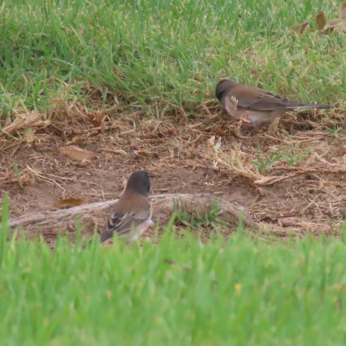 Dark-eyed Junco - ML642304260