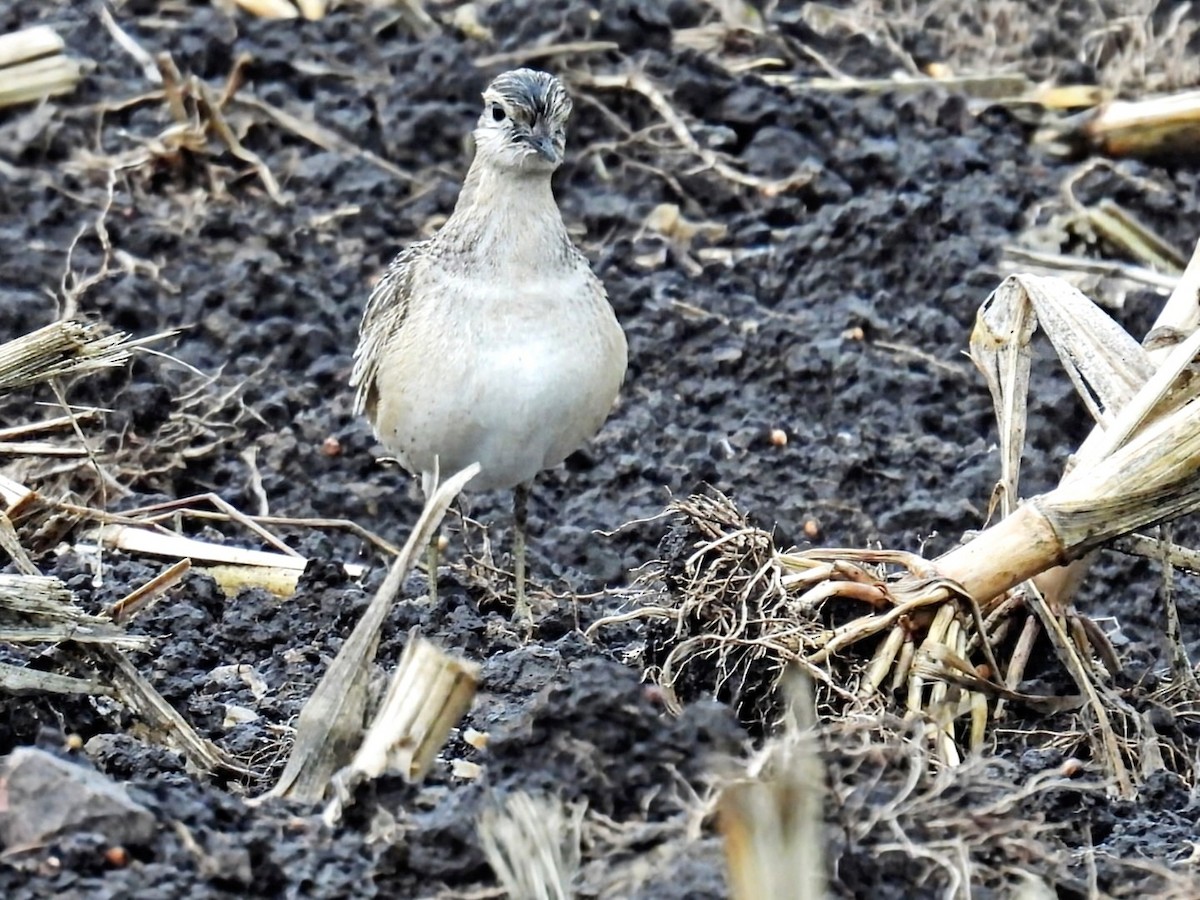 Eurasian Dotterel - ML642304263