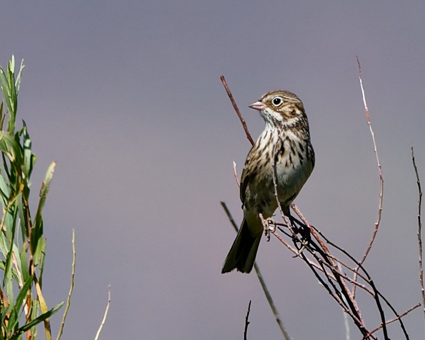 Vesper Sparrow - ML642304266