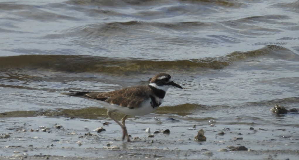 Killdeer - ML642304268