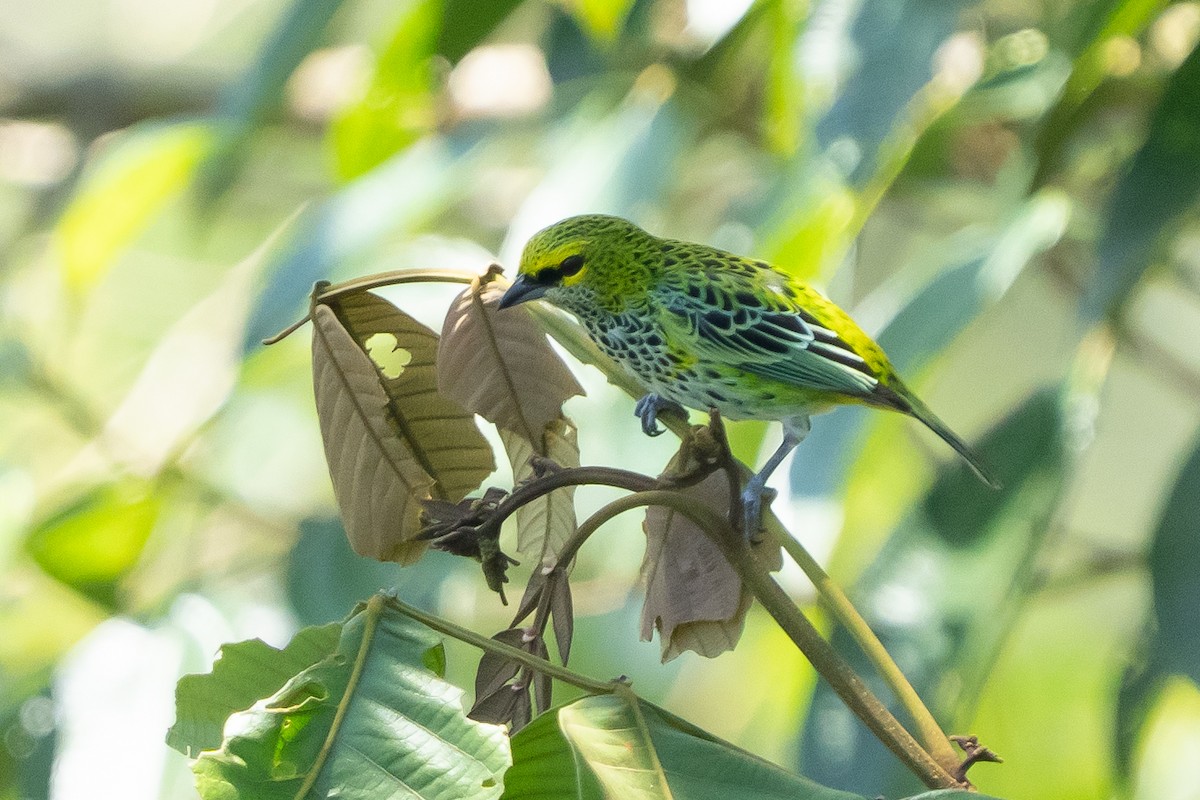 Speckled Tanager - ML642304285