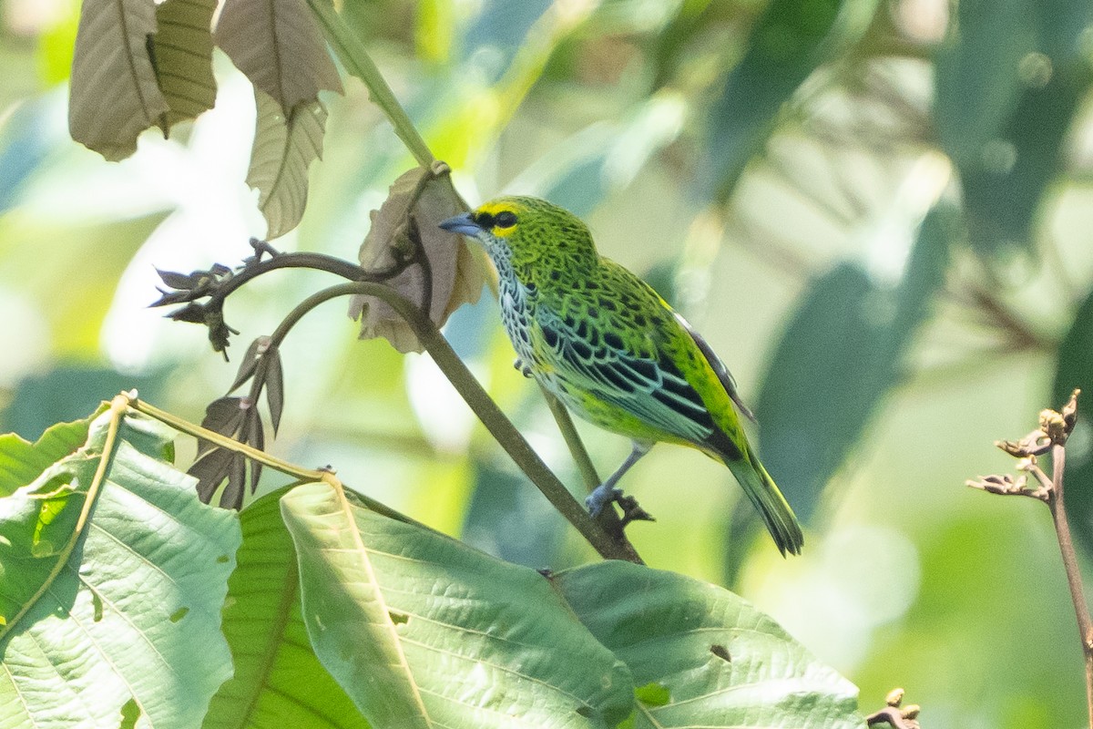 Speckled Tanager - ML642304286