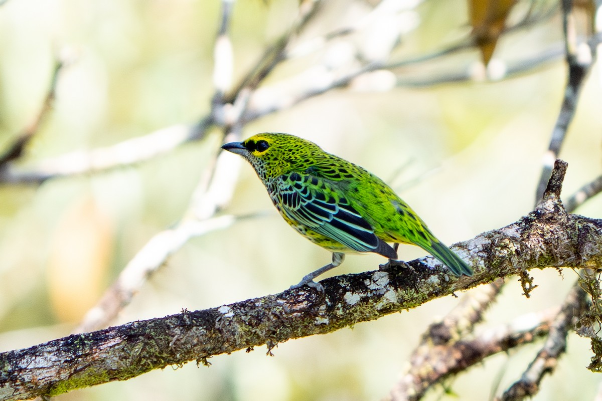 Speckled Tanager - ML642304287