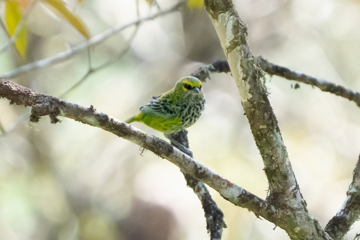 Speckled Tanager - ML642304288