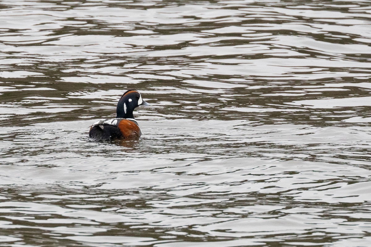 kačka strakatá - ML642304294