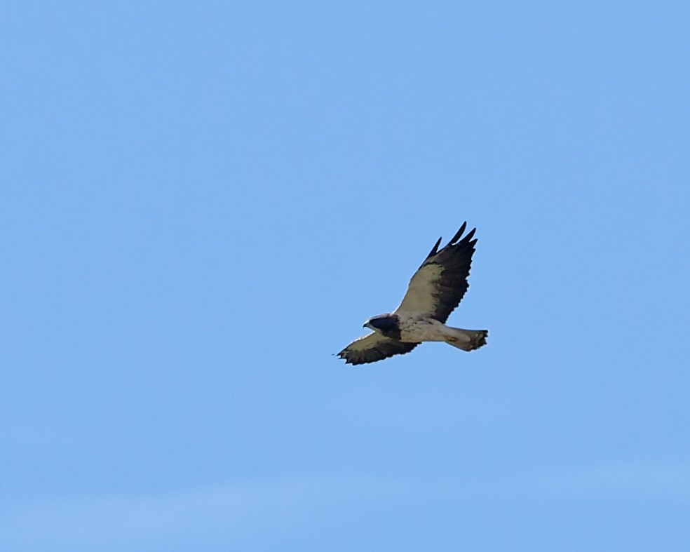 Swainson's Hawk - ML642304296