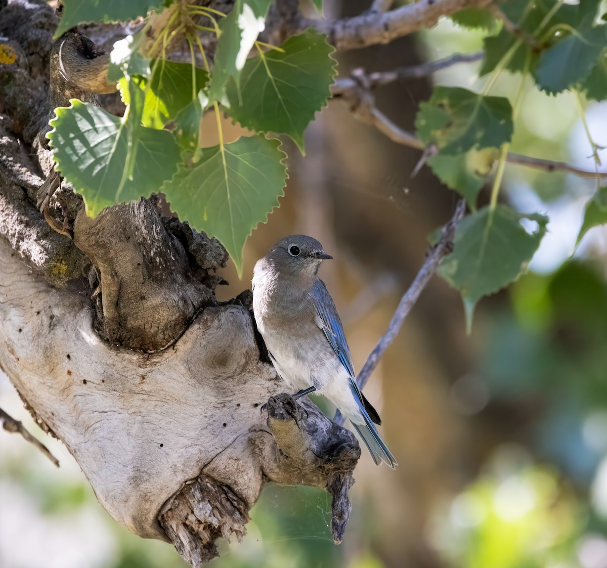 Mountain Bluebird - ML642304302