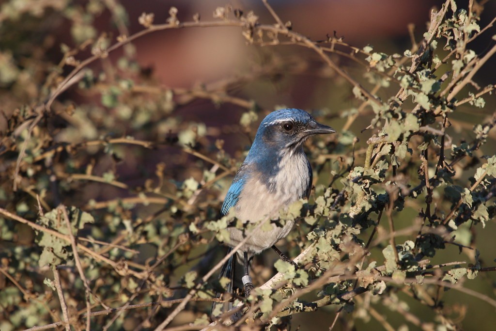 California Scrub-Jay - ML642304312