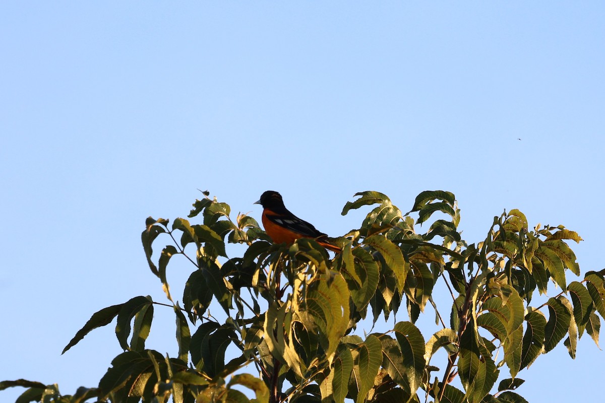 Baltimore Oriole - ML642304353
