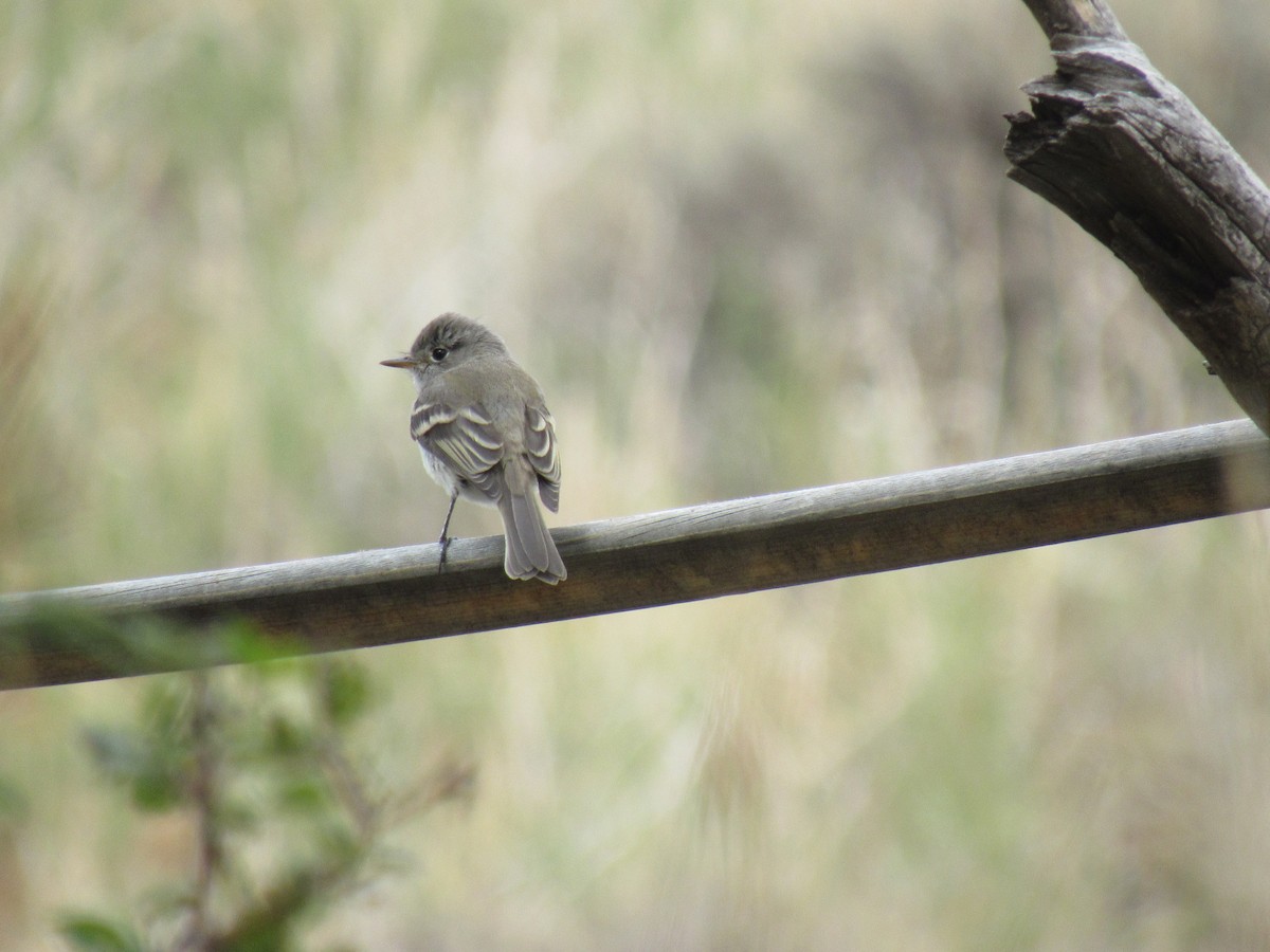 Hammond's Flycatcher - ML642304358