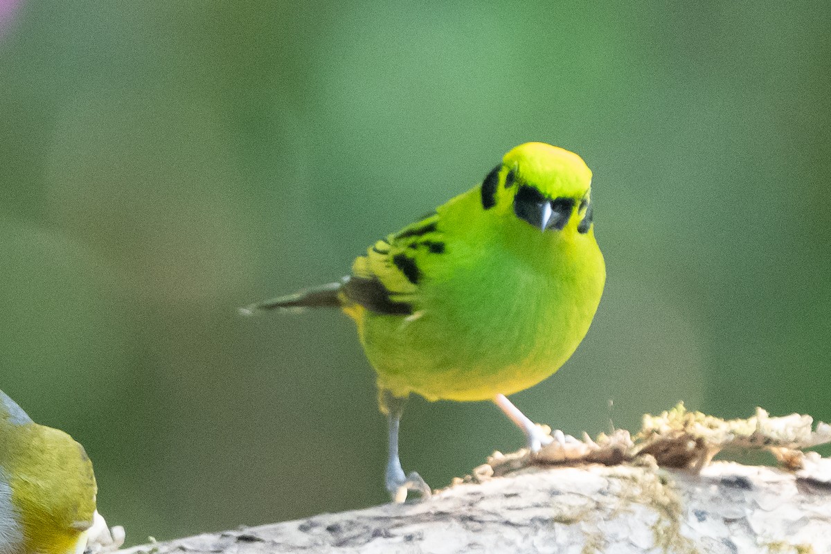 Emerald Tanager - ML642304359
