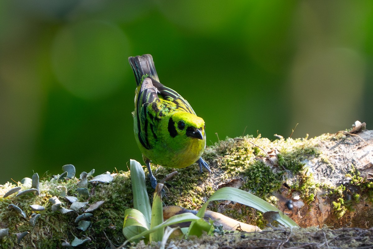 Emerald Tanager - ML642304360