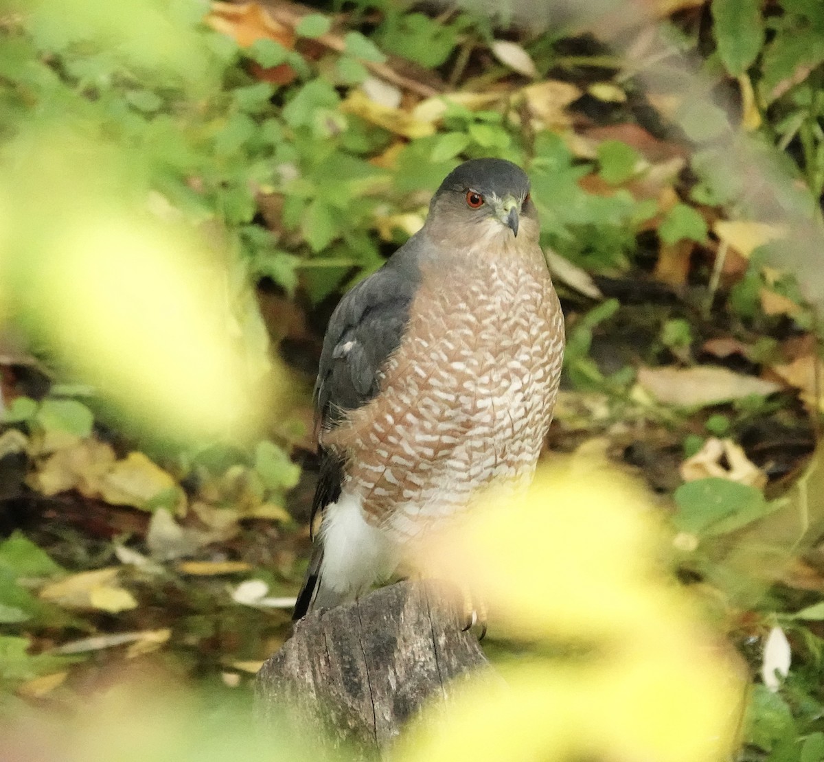 Épervier de Cooper - ML642304388