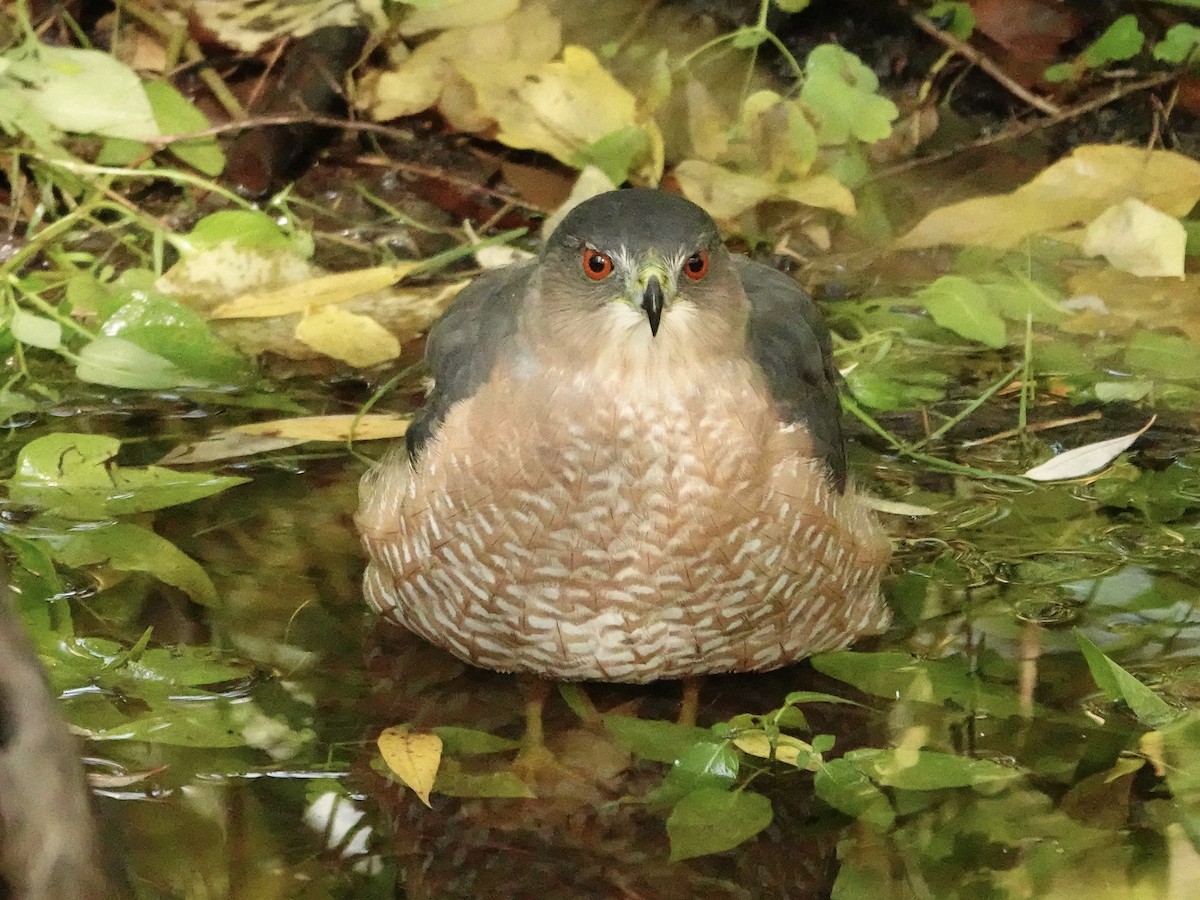 Épervier de Cooper - ML642304389