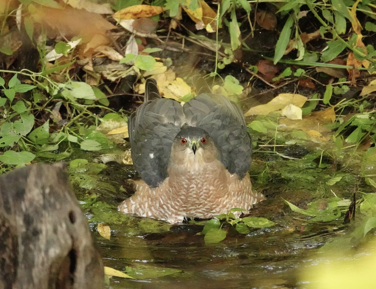 Épervier de Cooper - ML642304390