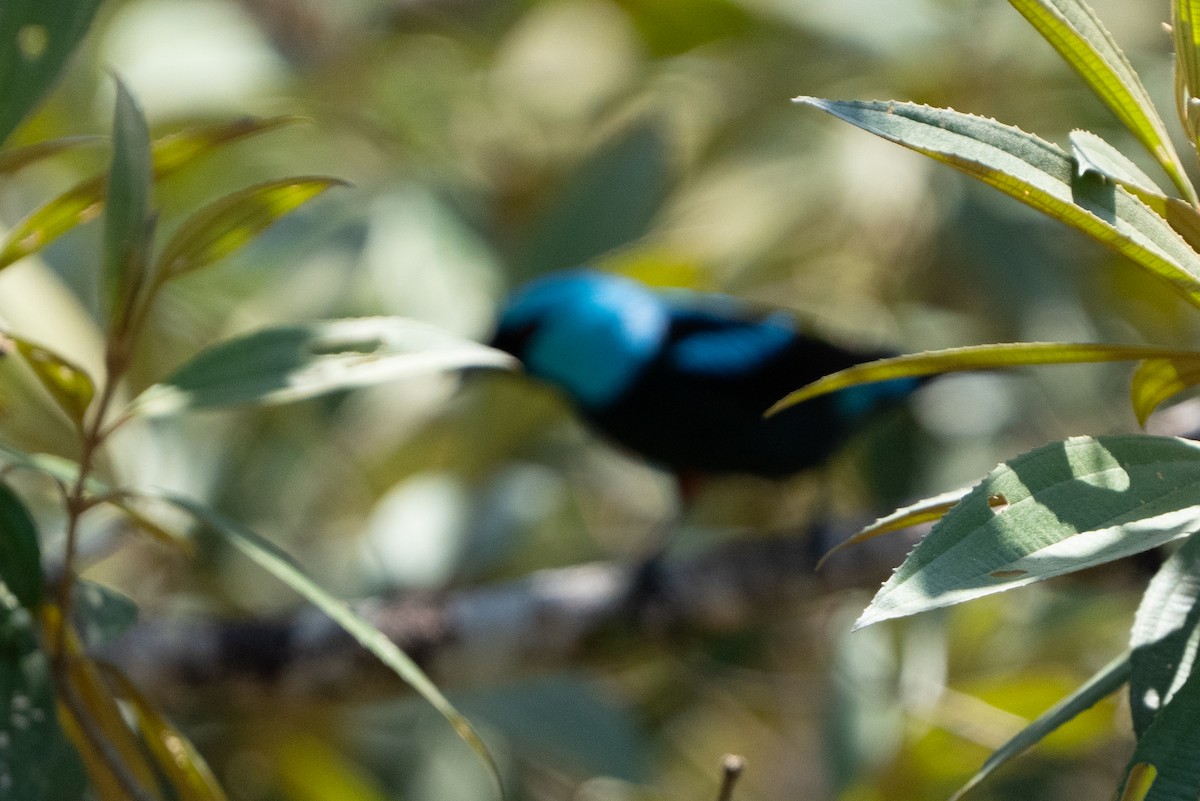 Scarlet-thighed Dacnis - ML642304393