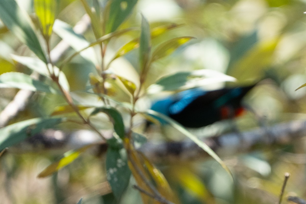 Scarlet-thighed Dacnis - ML642304394