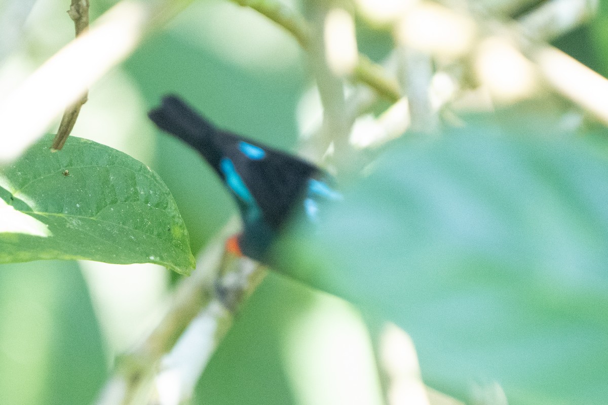 Scarlet-thighed Dacnis - ML642304395