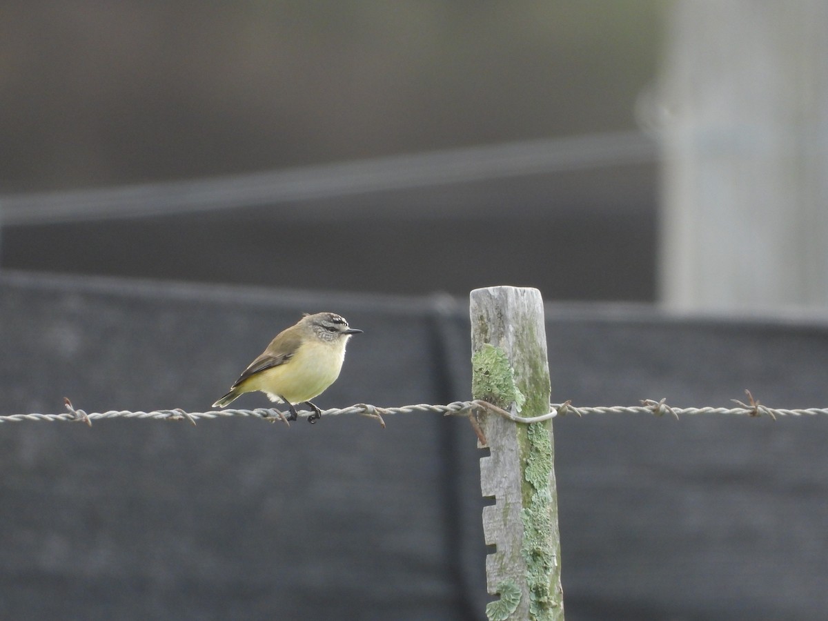 Yellow-rumped Thornbill - ML642304426