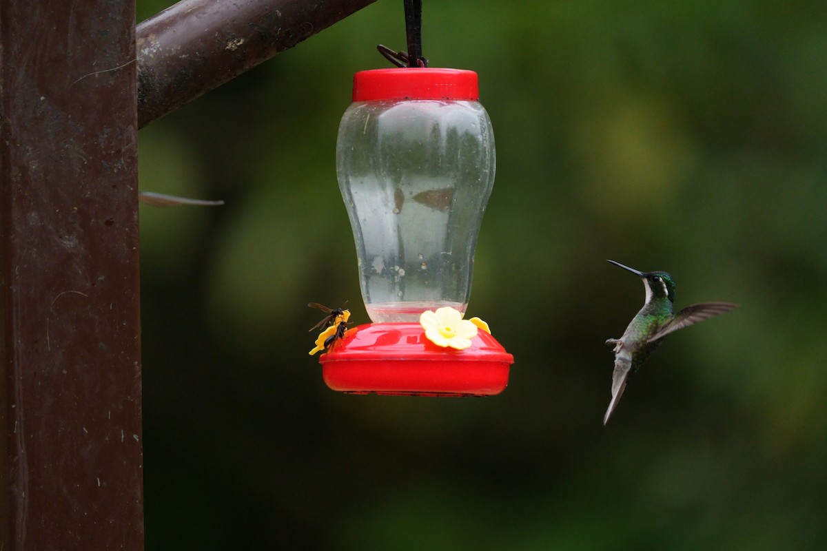 Colibrí Ventricastaño - ML642304431