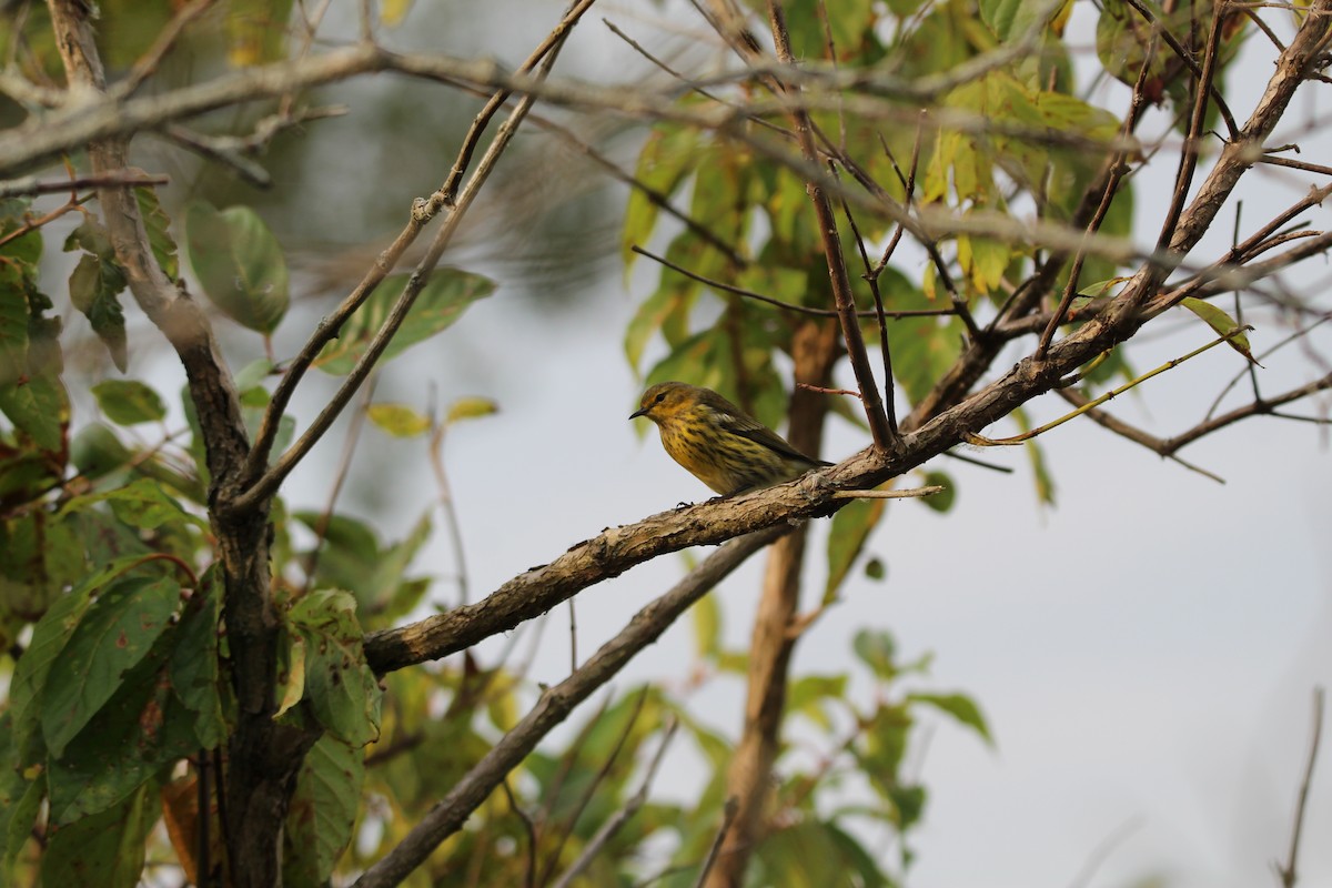 Cape May Warbler - ML642304457