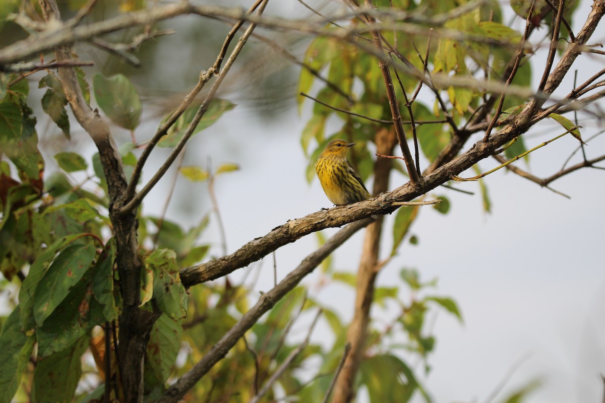 Cape May Warbler - ML642304475