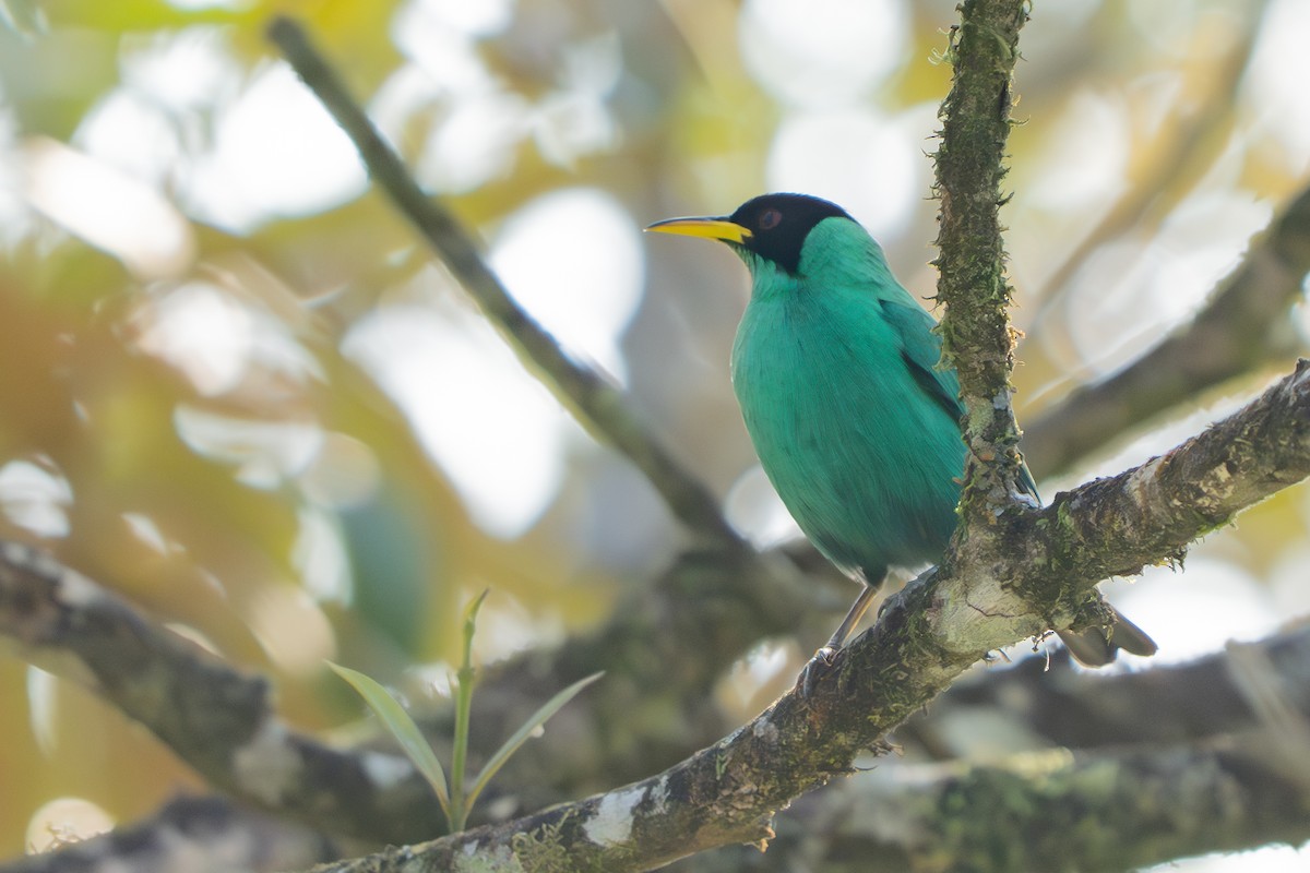 Green Honeycreeper - ML642304480