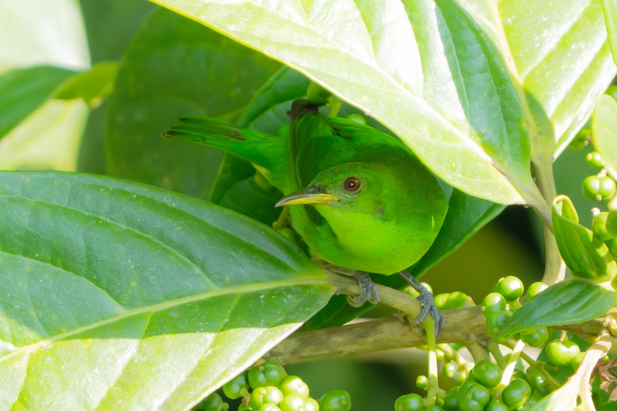 Green Honeycreeper - ML642304481