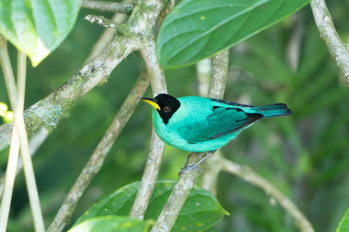 Green Honeycreeper - ML642304482