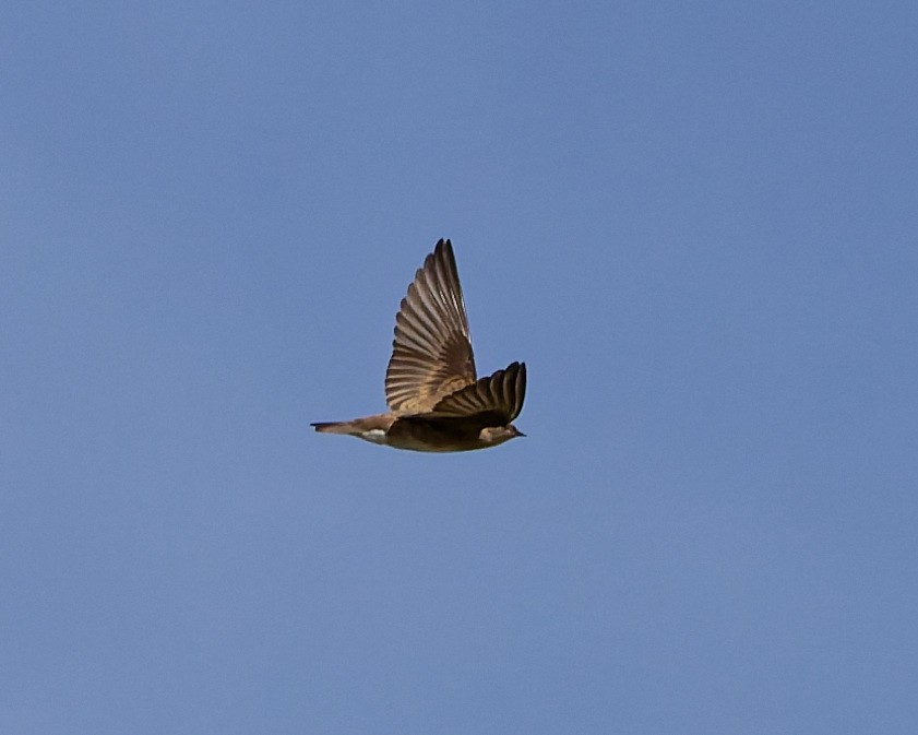 Northern Rough-winged Swallow - ML642304484