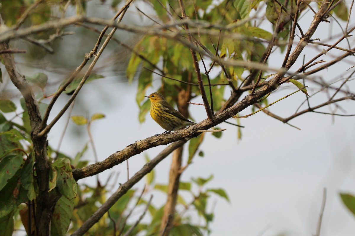 Cape May Warbler - ML642304485