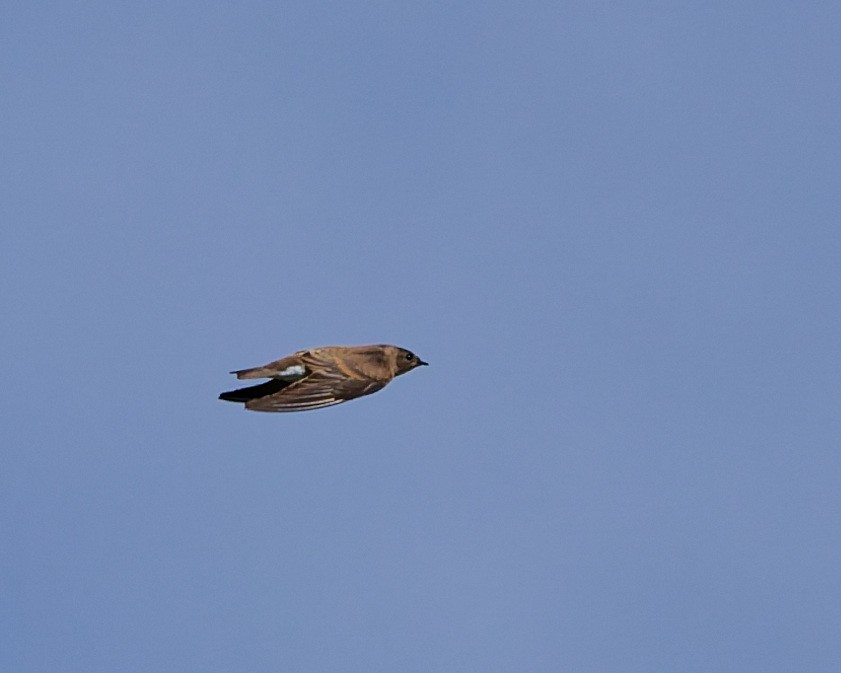 Northern Rough-winged Swallow - ML642304490