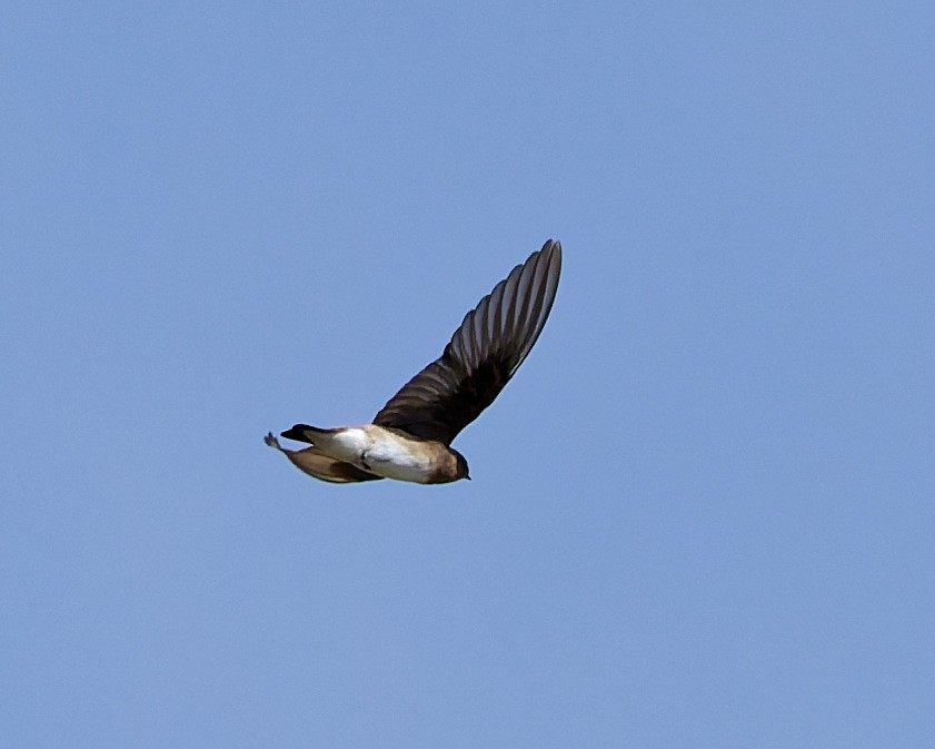 Northern Rough-winged Swallow - ML642304494