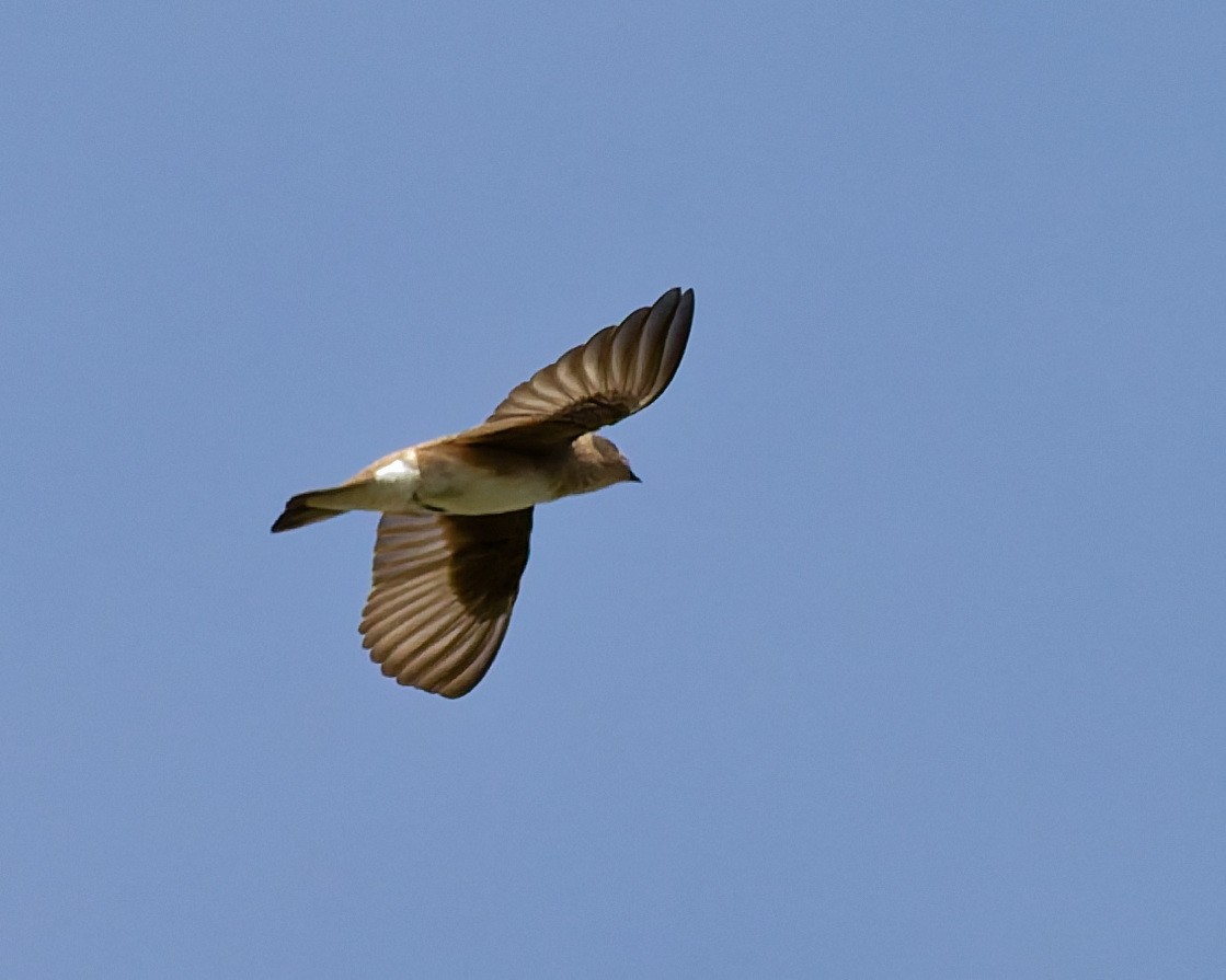 Northern Rough-winged Swallow - ML642304518